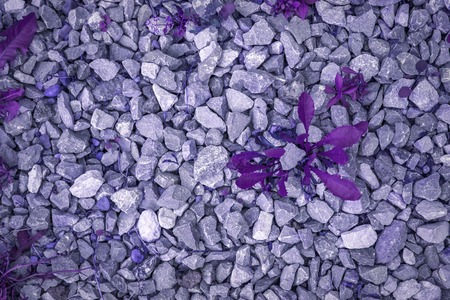 Abstract ultraviolet the grass on the stones background, painted in ultra violet colorの写真素材