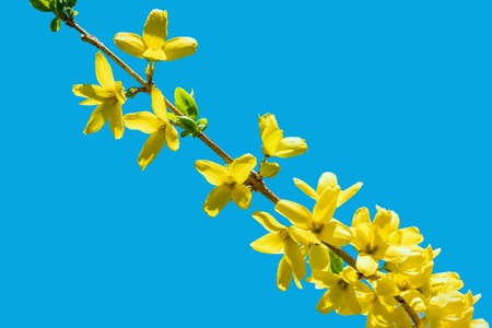 Forsythia blossom. A branch against the blue sky. Spring yellow flower. Golden Bellの写真素材