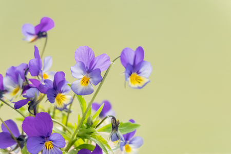 The flowers pansies. Blurred backgroundの写真素材