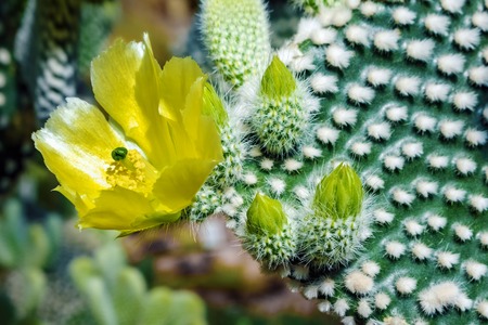 Flowering green cactus with white fluffy spots and yellow flowers. Background Cactus opuntia microdasys Close upの写真素材
