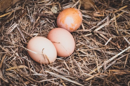 Chicken eggs in the nest.の写真素材