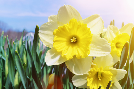 Spring flowers daffodils on a bright Sunny day.の写真素材
