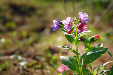 Lilac wildflowers on a bright sunny dayの写真素材