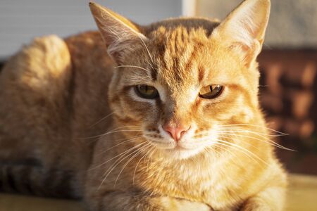 Portrait of a ginger cat close up. Ginger cat on the outdoorsの写真素材