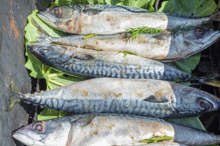 Fresh mackerel fish. Cooking of hot smoked fishの写真素材