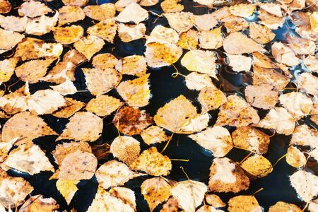 Fallen leaves in the water. Autumn leaves backgroundの写真素材