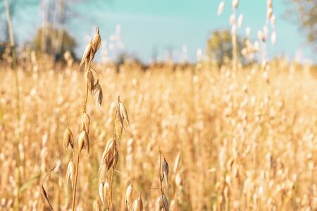 Harvest oats. The background of yellow oats. Countrysideの写真素材