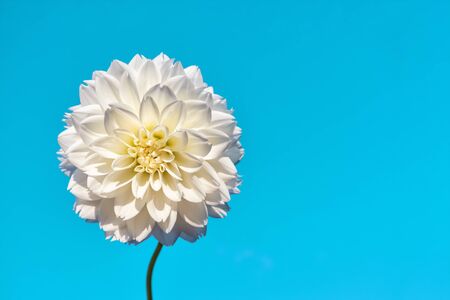 White Dahlia flower against a clear blue skyの写真素材