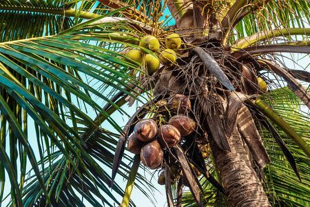 Clusters of coconuts on a palm treeの写真素材