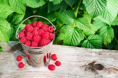 Red raspberry berries in a bucket of green leaves outdoors.の写真素材