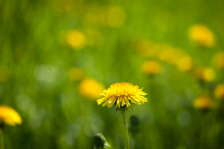 Yellow dandelion fieldの写真素材