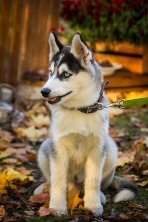 Cute husky dog in the autumn parkの写真素材
