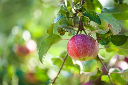 Beautiful fresh red apples