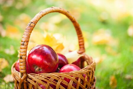 Beautiful fresh red applesの写真素材