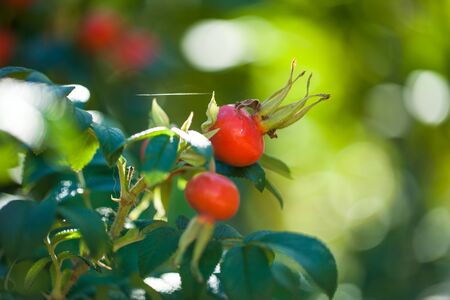 Dog rose fruitの写真素材