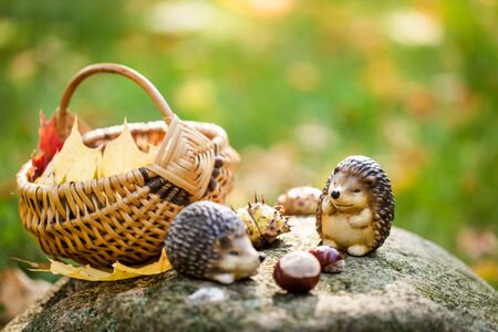 A basket with chestnutsの写真素材