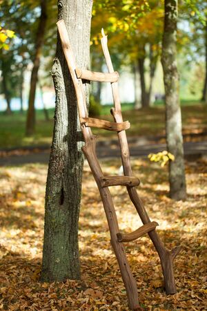 Vibrant autumn in a parkの写真素材