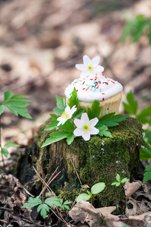 Easter cupcakes in a spring forest on a small stump with snowdrop anemonesの写真素材
