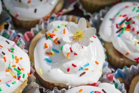Easter cupcakes in a spring forest decorated with sprinkles and first spring flowersの写真素材