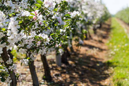 Apple blossom at spring. Delicate apple flowers in a gardenの写真素材
