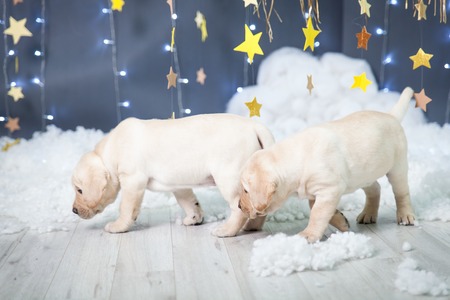 Two labrador puppies in a christmas studio with a gold stars garland, fluffy clouds and lightsの写真素材