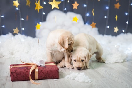 Two labrador puppies with a present in a christmas studio with a gold stars garland, fluffy clouds and lightsの写真素材