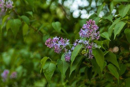 Beautiful landscape with lilac trees in blossom. Purple lilac bushes in the park. Spring lilac...