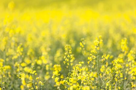 Field of yellow flowering oilseed rape. Summer time. Close up shot of yellow flower heads on green stemsの写真素材