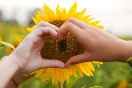 Heart shape on sunflower. Field of blooming sunflowers. Sunflower natural backgroundの写真素材