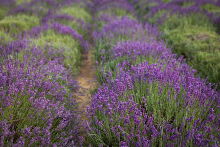 Summer flowerbed of beautiful lavender on blurred background
