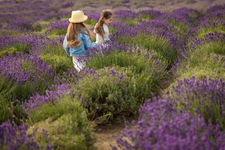 Cute little girls in white dresses having fun in a lavender fieldの写真素材