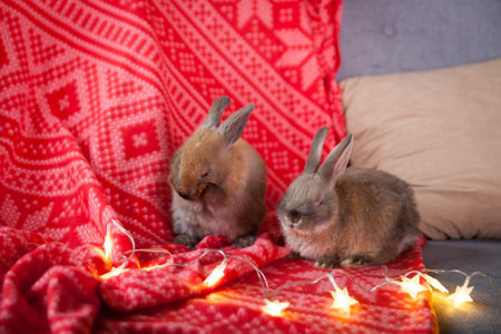 Cute beautiful and funny rabbits sit on a red plaid with white ornament. Symbol of the year 2023.の写真素材