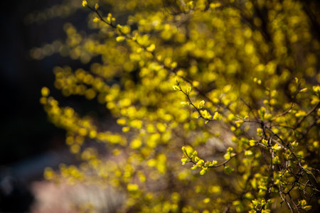 Spring garden, Forsythia Bush, yellow flowers, first blooms of spring. Yellow Twig. yellow branch.