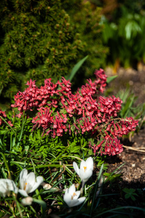 Spring garden, Red Corydalis solidae, fumewort or bird-in-a-bush, species of flowering plant in family Papaveraceaeの写真素材