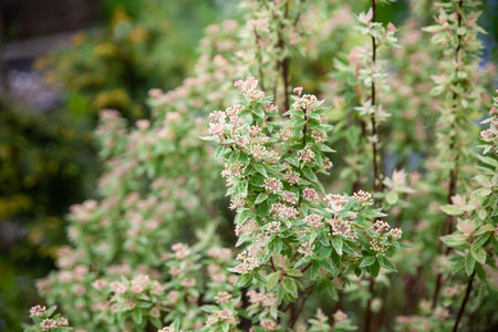 Beautiful botanical garden. Spiraea (spirea) vanhouttei 'Pink Ice'