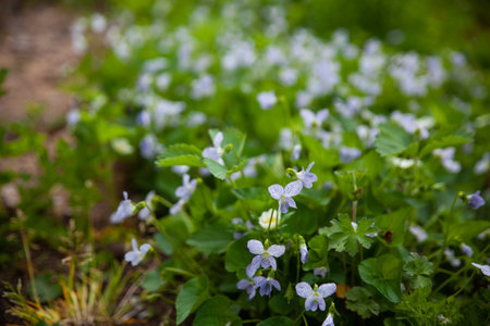 Beautiful botanical garden viola sororia 'Freckles' (a confederate violet with white flowers and blue dots)の写真素材