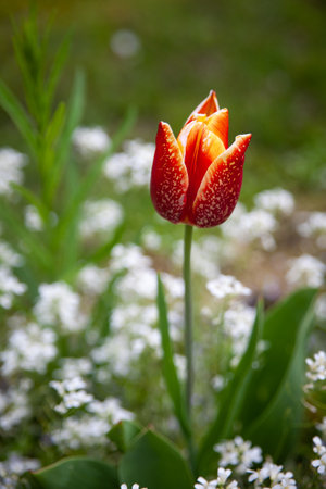 Beautiful botanical garden with green plants, red/orange tulips and white small flowersの写真素材