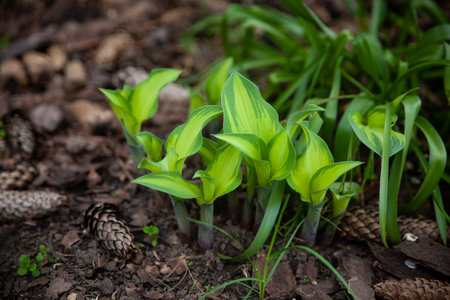 The first spring bunches of greenery. Bright, green shoots hosts, the first sprout. early spring....