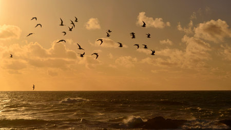 Silhouettes of seagulls flying over the rough ocean at sunsetの写真素材