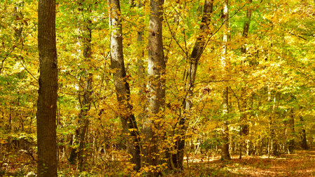 Autumn forest with yellow leaves and sunbeams on the treesの写真素材