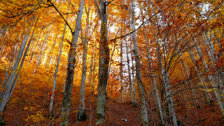 Autumn forest in the mountains. Colorful foliage in the forest.の写真素材