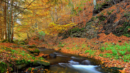 Autumn forest with a stream and colorful leaves in the foreground.の写真素材