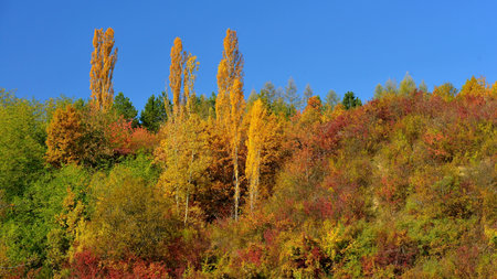 Colorful autumn trees in the forest on a background of blue skyの写真素材