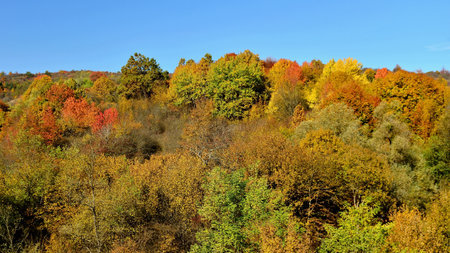 Autumn forest in the mountains. Colorful trees in autumn forest.の写真素材