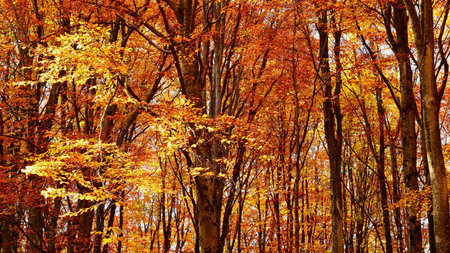Autumn forest in sunny day. Colorful foliage in autumn forestの写真素材