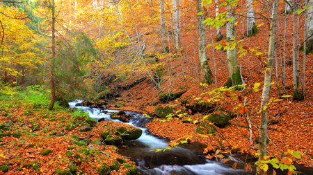 Autumn forest with a mountain stream and fallen leaves on the ground.の写真素材