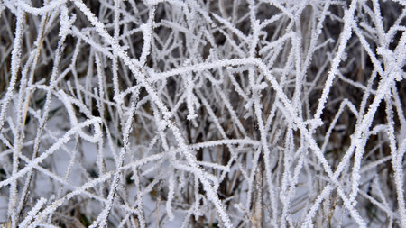 Hoarfrost on the branches of bushes in winter. Rime ice close-up.の写真素材