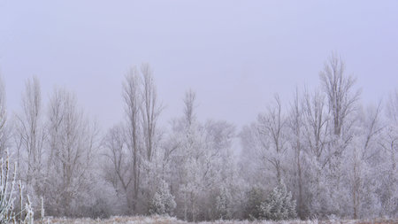 Winter landscape. Trees in hoarfrost on a foggy day. Low temperature, rime ice.の写真素材
