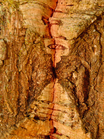 The texture of the bark of an cork oak. Close-up. Portugal.の写真素材