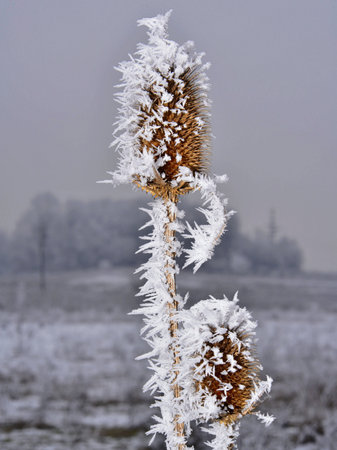 Dipsacus in hoarfrost on a background of a winter landscape. Cold weather.の写真素材